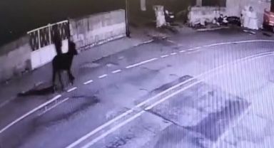 Kuyumcu soyan hırsızın eşeği kendine aitmiş