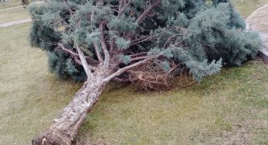 Rüzgardan devrilen ağaçlar temizleniyor