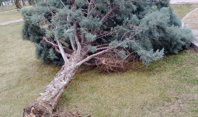 Rüzgardan devrilen ağaçlar temizleniyor