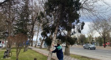Rüzgardan devrilen ağaçlar temizleniyor