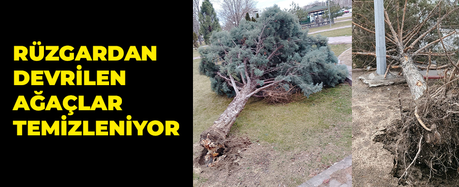 Rüzgardan devrilen ağaçlar temizleniyor