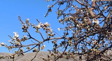 Yahyalı’da badem ağacı şubatta çiçek açtı