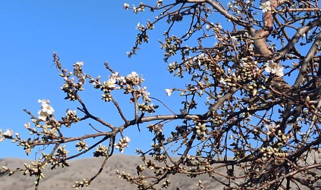 Yahyalı’da badem ağacı şubatta çiçek açtı