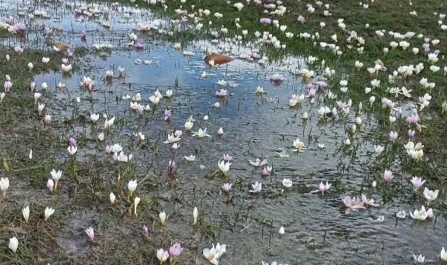 Akkışla’da kar çiçekleri doğayı süsledi