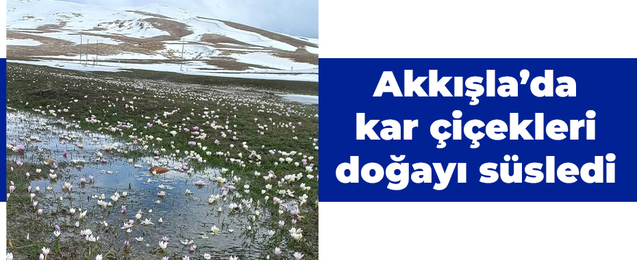 Akkışla’da kar çiçekleri doğayı süsledi