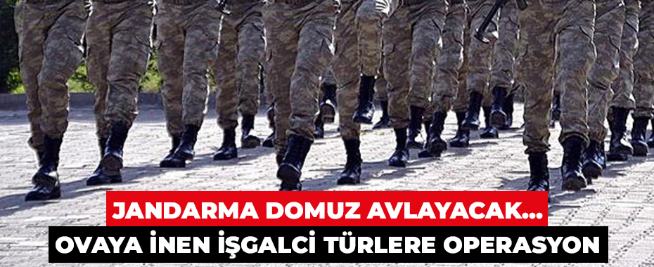 Jandarma domuz avlayacak... Ovaya inen işgalci türlere operasyon