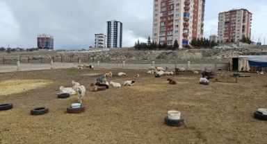 Kayseri'de ahıra hayvan saldırdı: 6 keçi telef 5 keçi kayıp