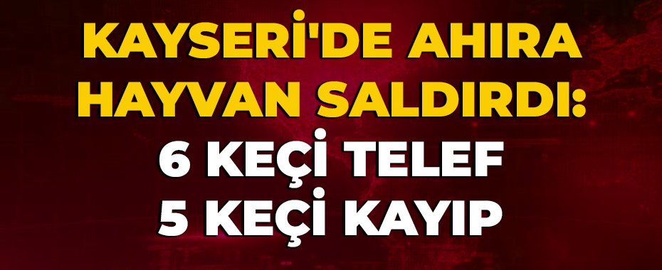 Kayseri'de ahıra hayvan saldırdı: 6 keçi telef 5 keçi kayıp