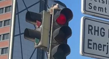 Kayseri’de güvercin, trafik lambasına yuva yaptı