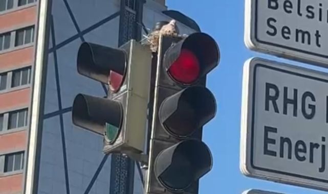 Kayseri’de güvercin, trafik lambasına yuva yaptı