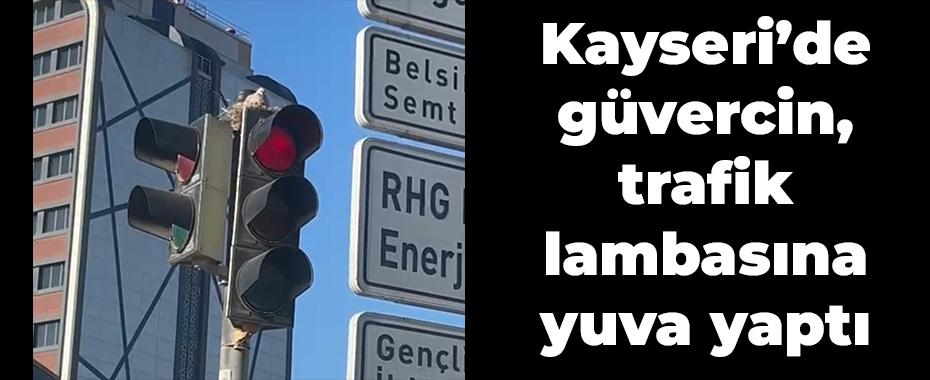 Kayseri’de güvercin, trafik lambasına yuva yaptı