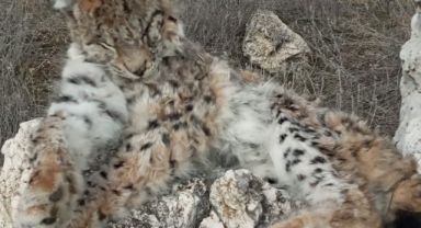 Kayseri'de ölü vaşak bulundu