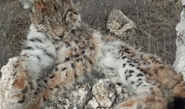 Kayseri'de ölü vaşak bulundu