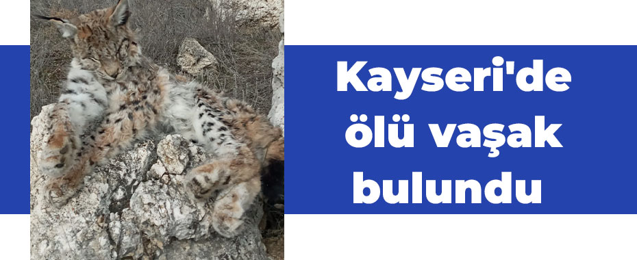 Kayseri'de ölü vaşak bulundu