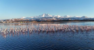 Kayseri'nin ilk flamingo kafilesi geldi