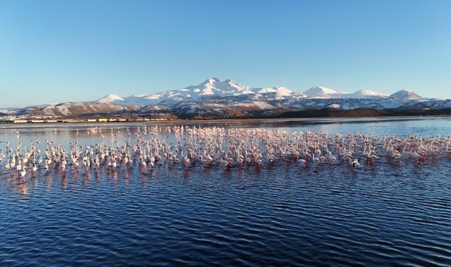 Kayseri'nin ilk flamingo kafilesi geldi