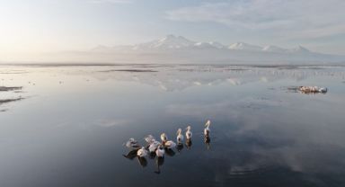 Kayseri'nin ilk pelikanları geldi