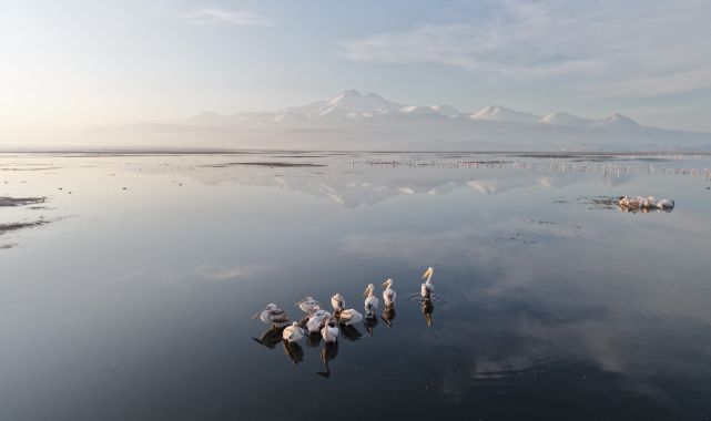 Kayseri'nin ilk pelikanları geldi