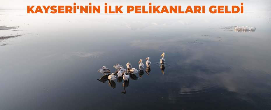 Kayseri'nin ilk pelikanları geldi