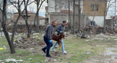 Saldırgan köpeğin resmî olmayan sahibi ortaya çıktı