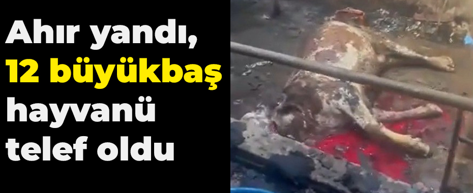 Ahır yandı, 12 büyükbaş hayvan telef oldu