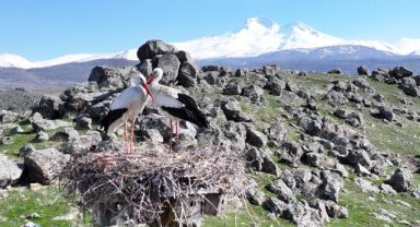 Doğanın uyanışı, Hürmetçi Sazlığı'nda sahneleniyor
