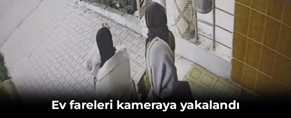Ev fareleri kameraya yakalandı