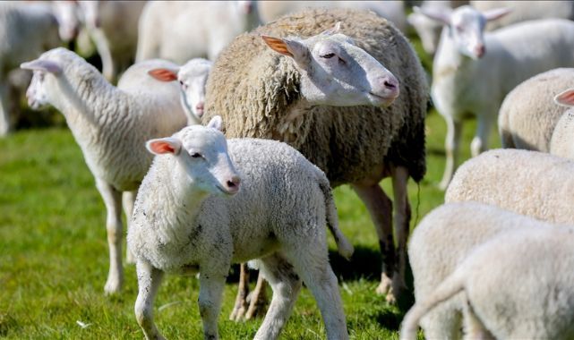 Kırsalda Yeni Dönem: 150 Bin Küçükbaş Hayvan Üreticiyle Buluşuyor